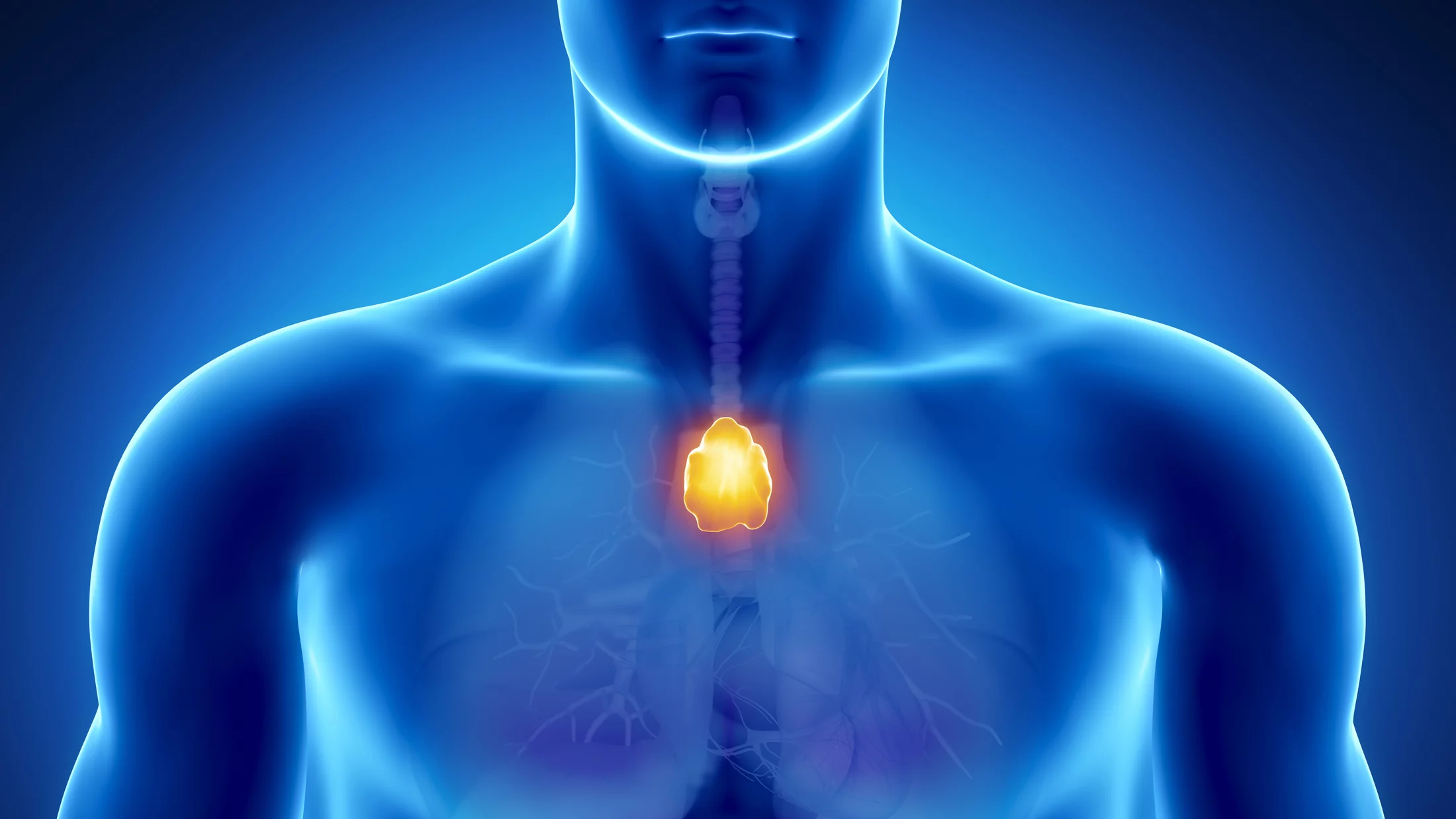 Researchers have regenerated the thymus in mice, potentially paving the way for regenerating human body parts (Image: Shutterstock)
