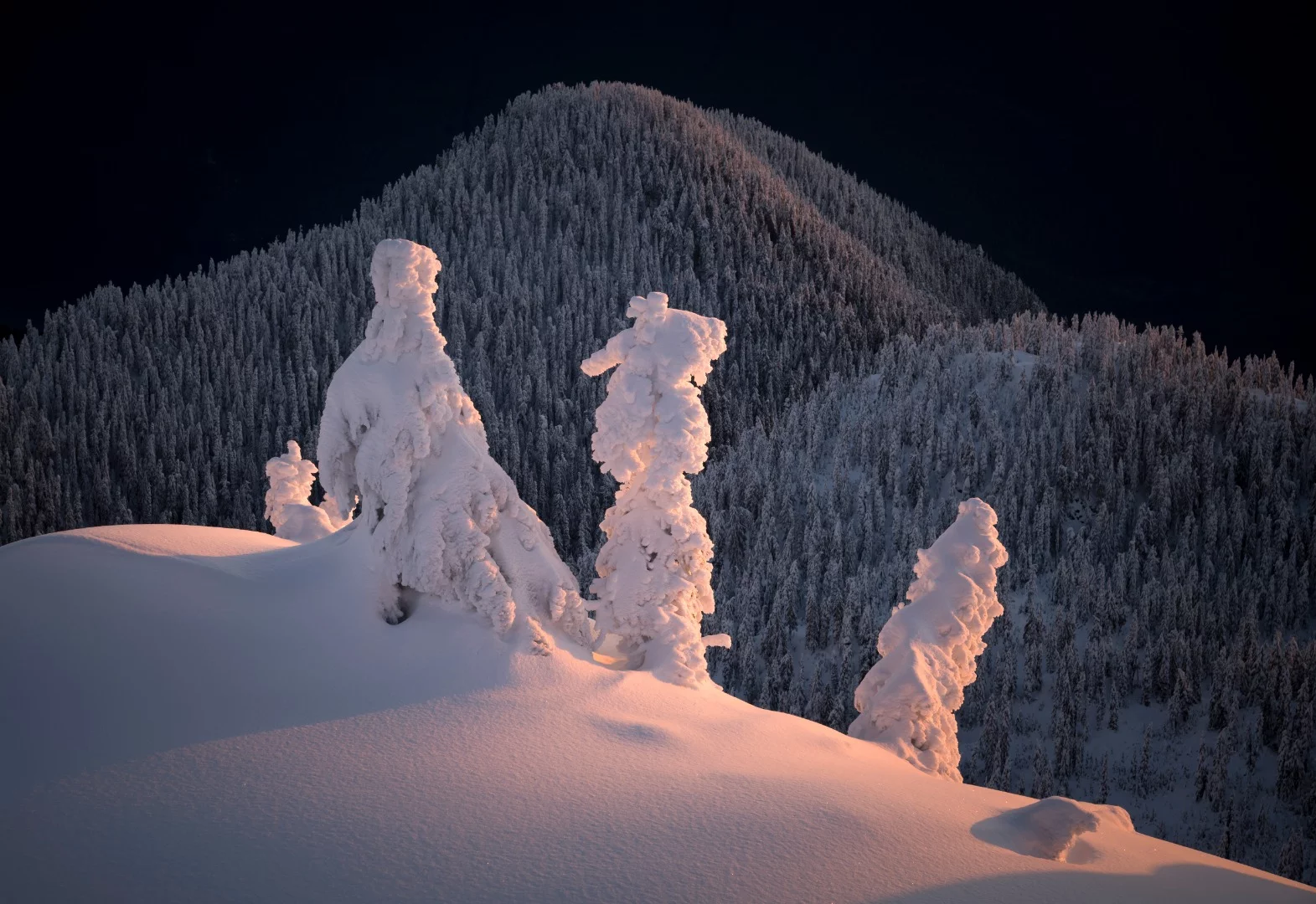 Trees a Crowd - one of the photographs in Adam Gibbs's grand prize winning portfolio