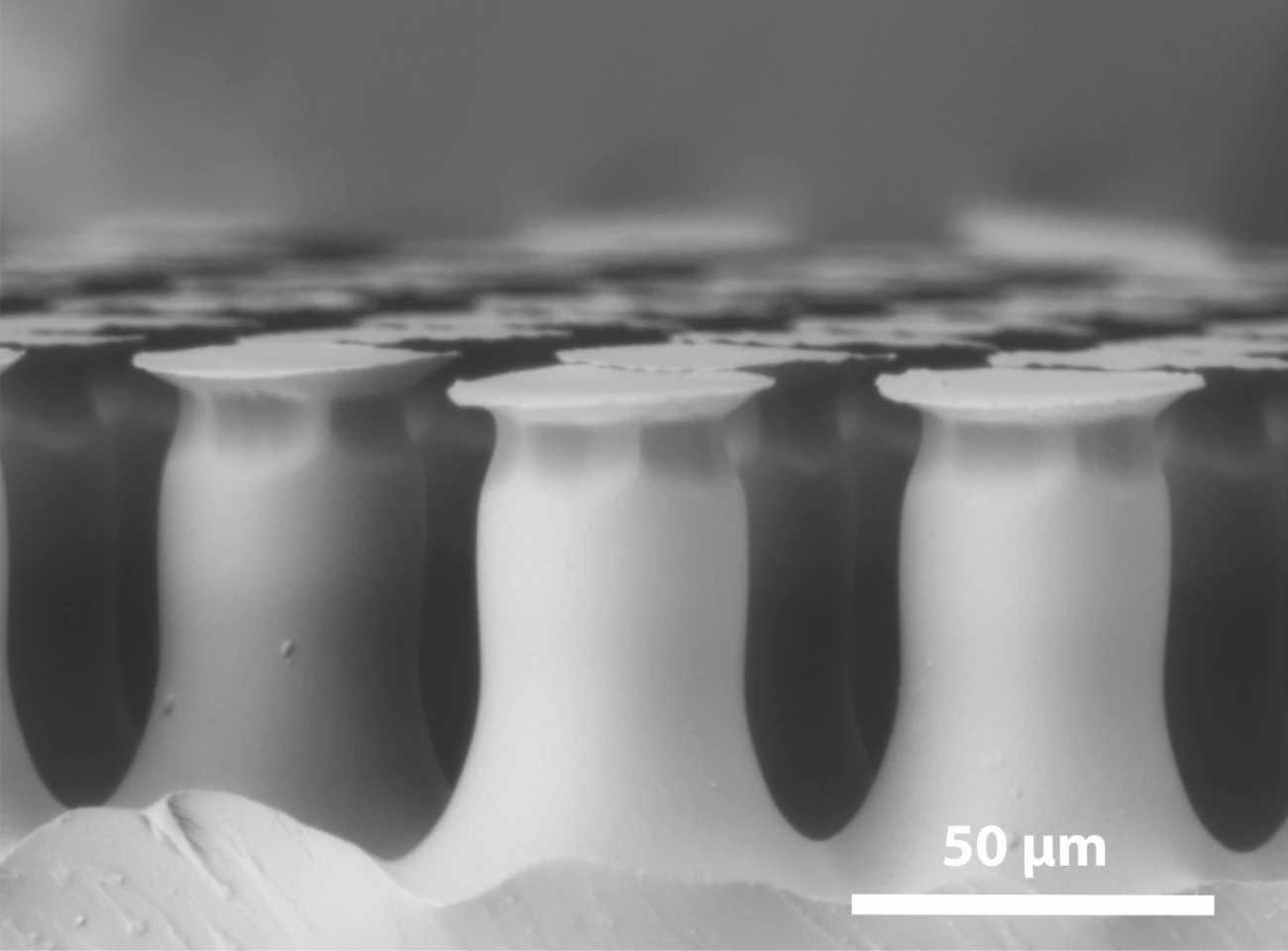 A microscope image of the polymer's mushroom-shaped structures