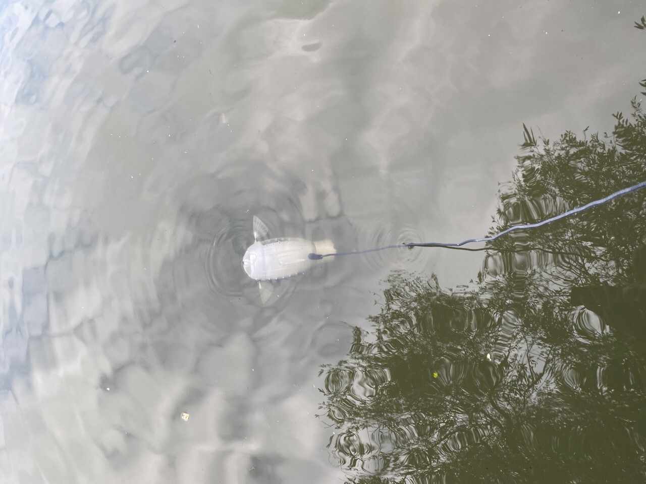 The light-activated fish robot designed to collect microplastics