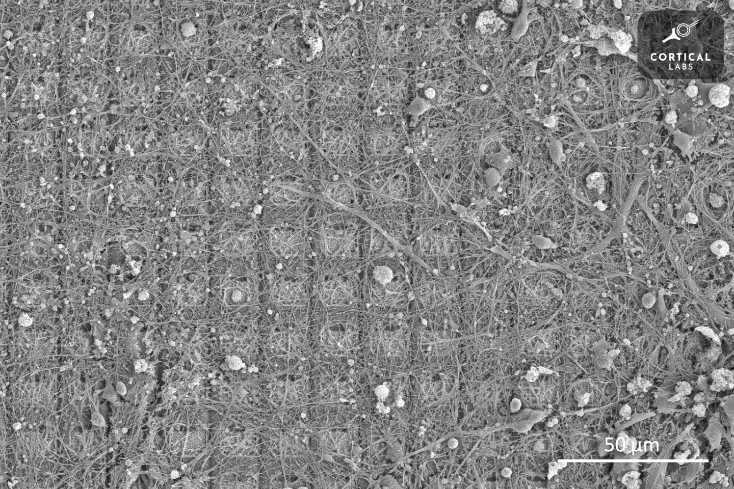 A scanning electron microscope image of DishBrain neurons growing on an array of electrodes
