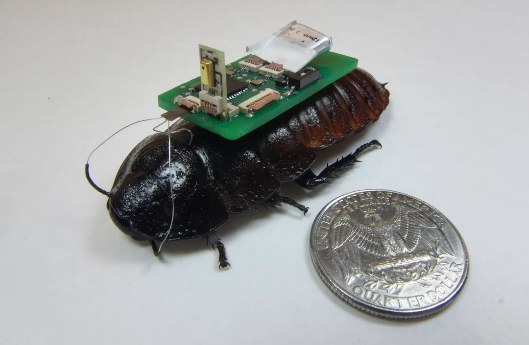 NCSU researchers have studied how cyborg cockroaches can effectively explore an environment, driven by random electrical pulses