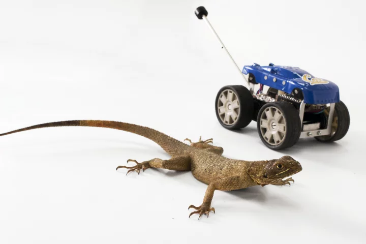 An African Agama lizard, and Tailbot