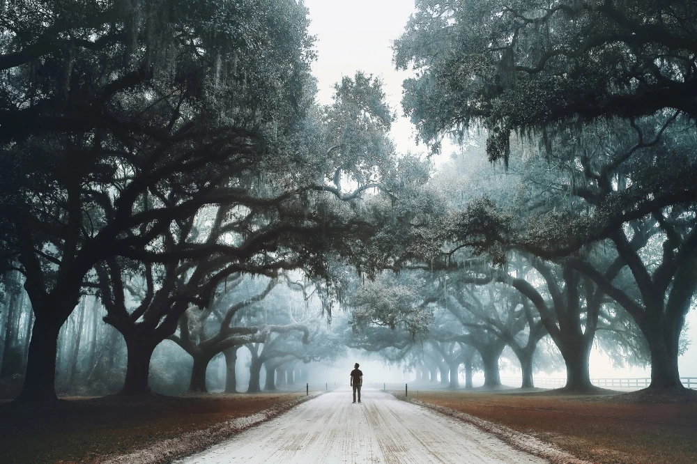 Nominee, Landscape, Professional. 'The Monarchs'