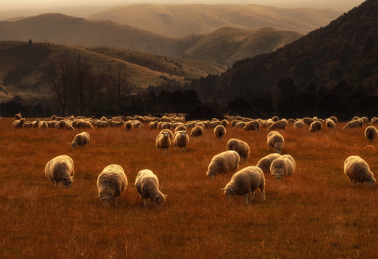 YOUNG TRAVEL PHOTOGRAPHER OF THE YEAR 14 YEARS AND UNDER CATEGORY.RUNNER-UP: Neil Shet, USA (age 14)Woodbury, South Island, New ZealandThe overhead fog magically softened the light from the setting sun. The grazing sheep in the foreground with the smooth rolling hills in the background made this capture a memorable moment.Canon 5D Mk IV, 135mm lens, f11, 1/125 sec, ISO 100
