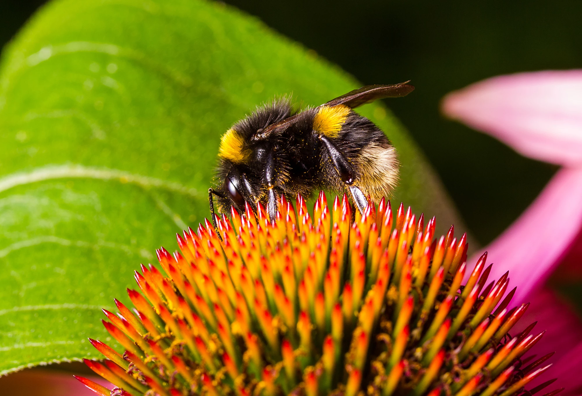 A new study suggests local bumblebee populations are declining as local temperatures increase