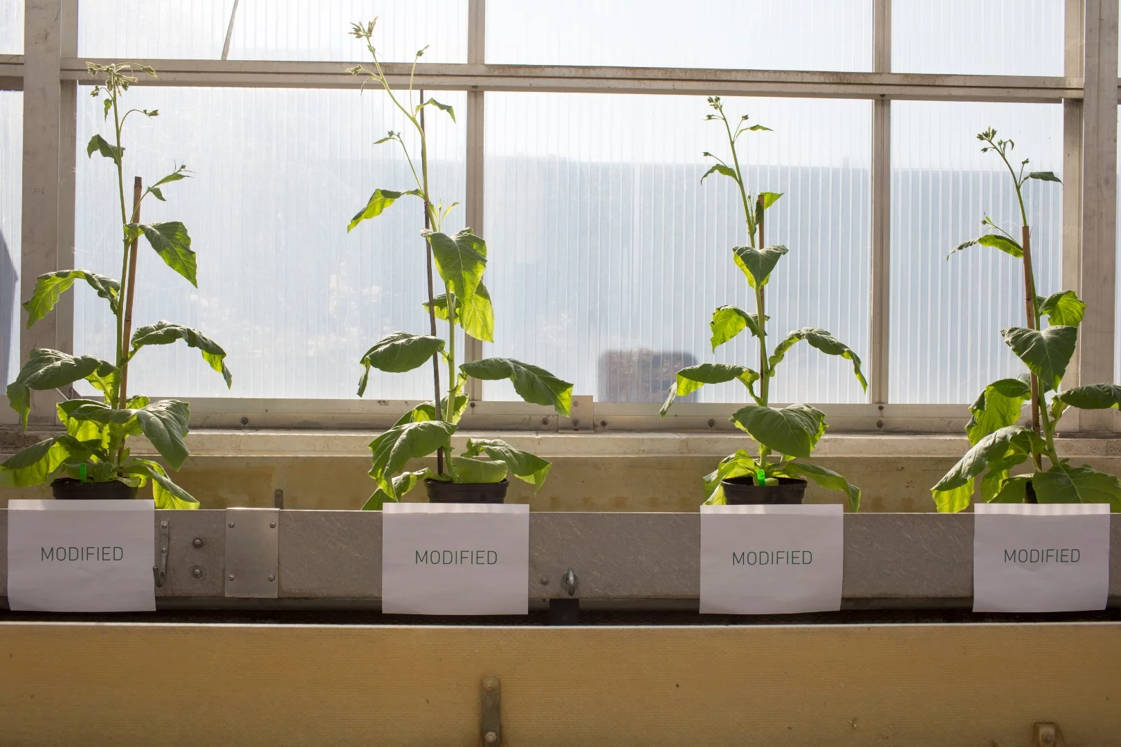 The modified crops versus the unmodified crops