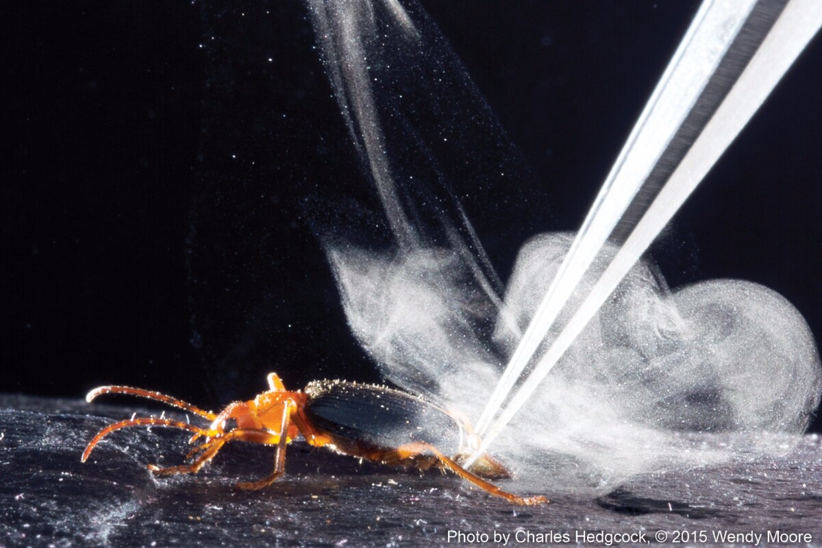 Secrets of bombardier beetle's superheated defensive spray revealed
