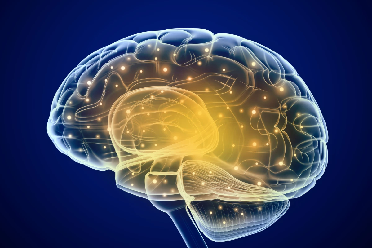 Newly created synthetic molecules could help repair brain connections lost to disease or injury