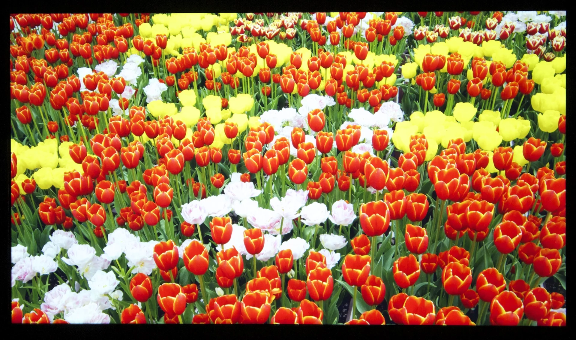 Panasonic's 4K2K display packs around 8.29 million pixels into a 20-inch display