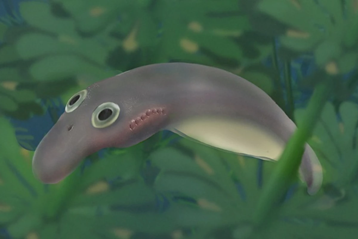 An illustration depicting a prehistoric lamprey hatchling, which looks much more like an adult than modern lamprey larvae