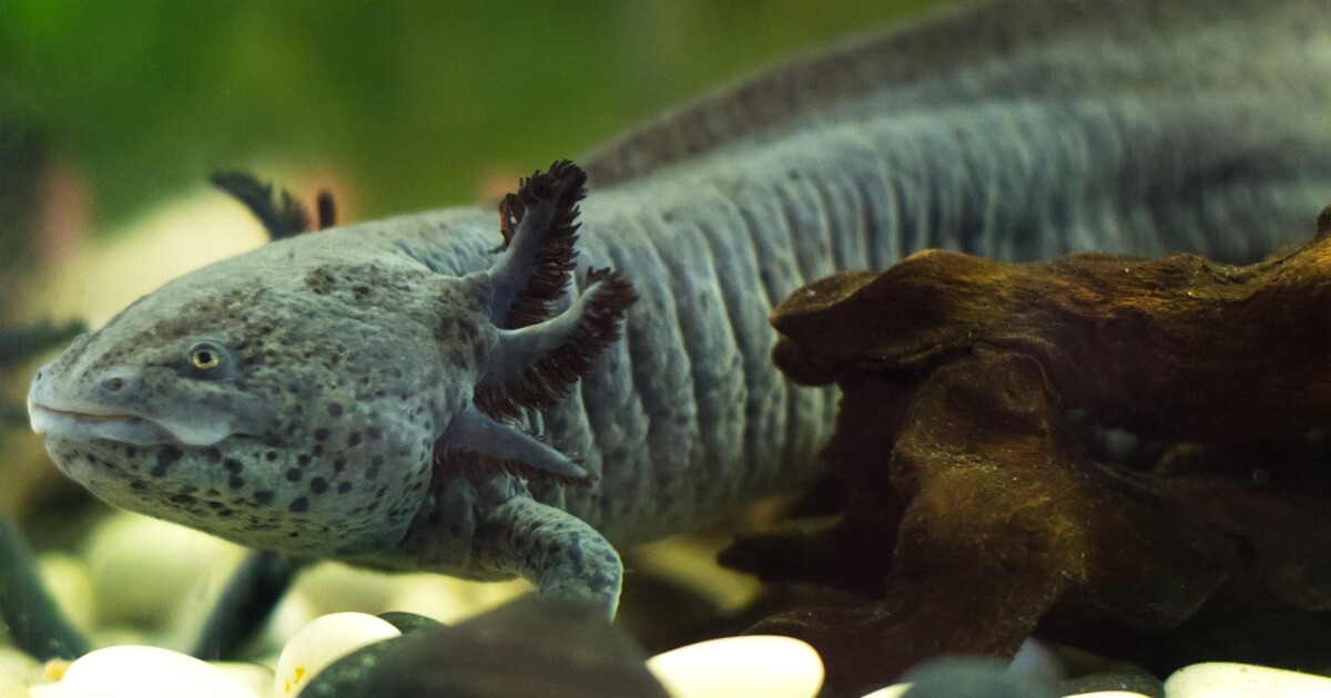 Axolotl Genome Sequenced Revealing Regeneration Genes