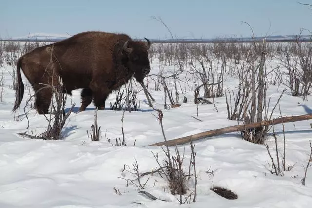 Bison are a key part of Pleistocene Park