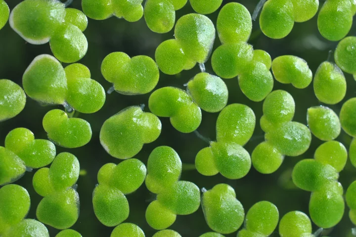 A close look at the engineered Lemna japonica duckweed, the oil yield of which is reportedly seven times higher than that of soybeans