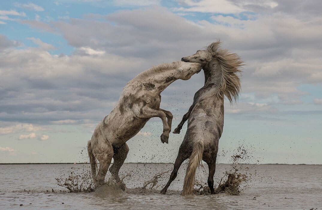 Stallions Playing: The Grand Pize winning photograph from Camille Briottet