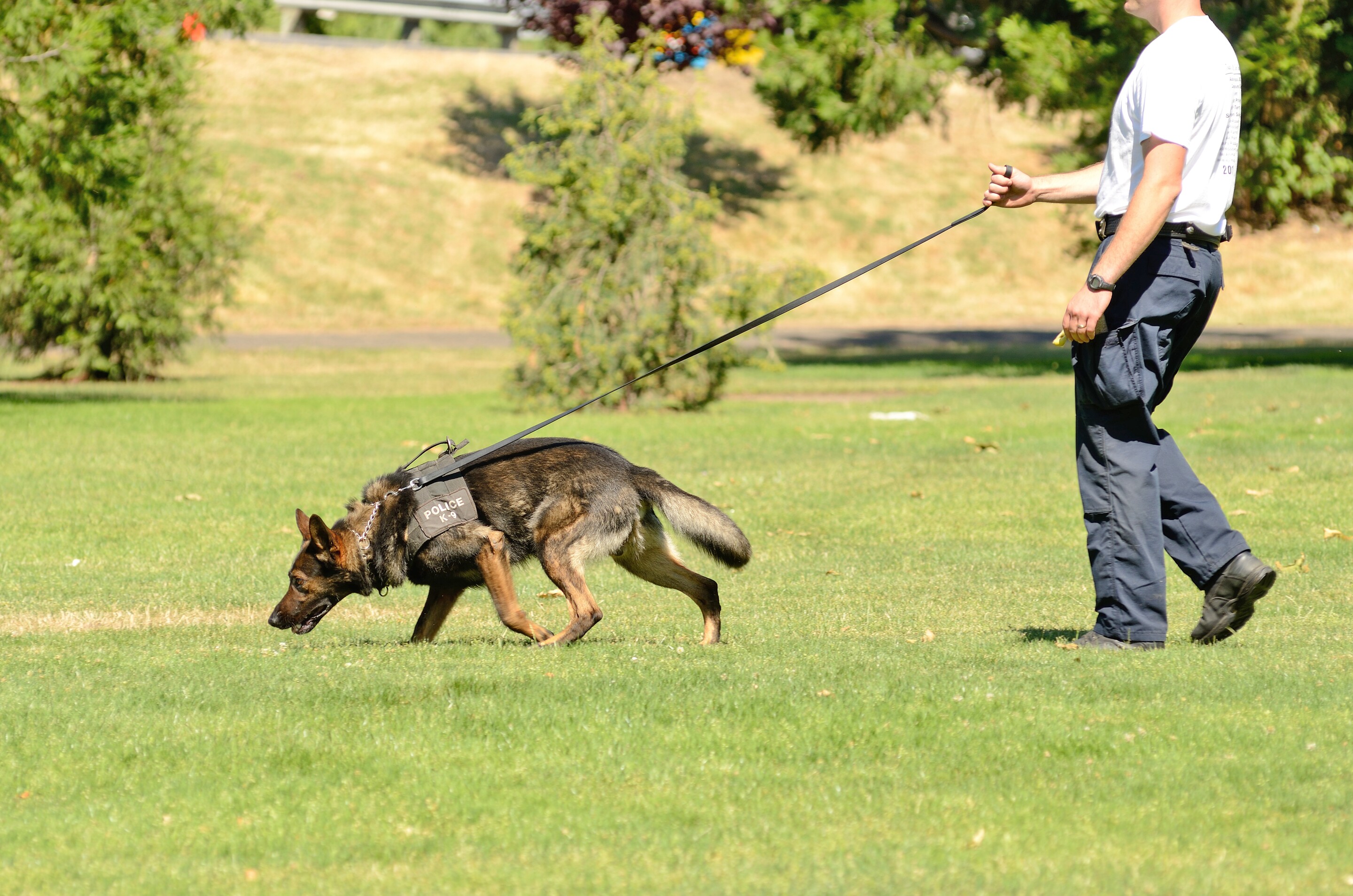 Are Police Dogs Trained To Smell Money