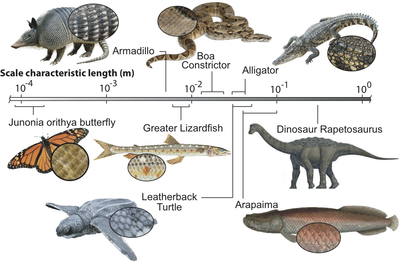 Next generation armor inspired by animal scales