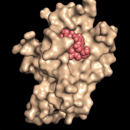 The NAD molecule (red) fills a gap in the DBC1 protein (brown), preventing it from latching onto other proteins that repair DNA