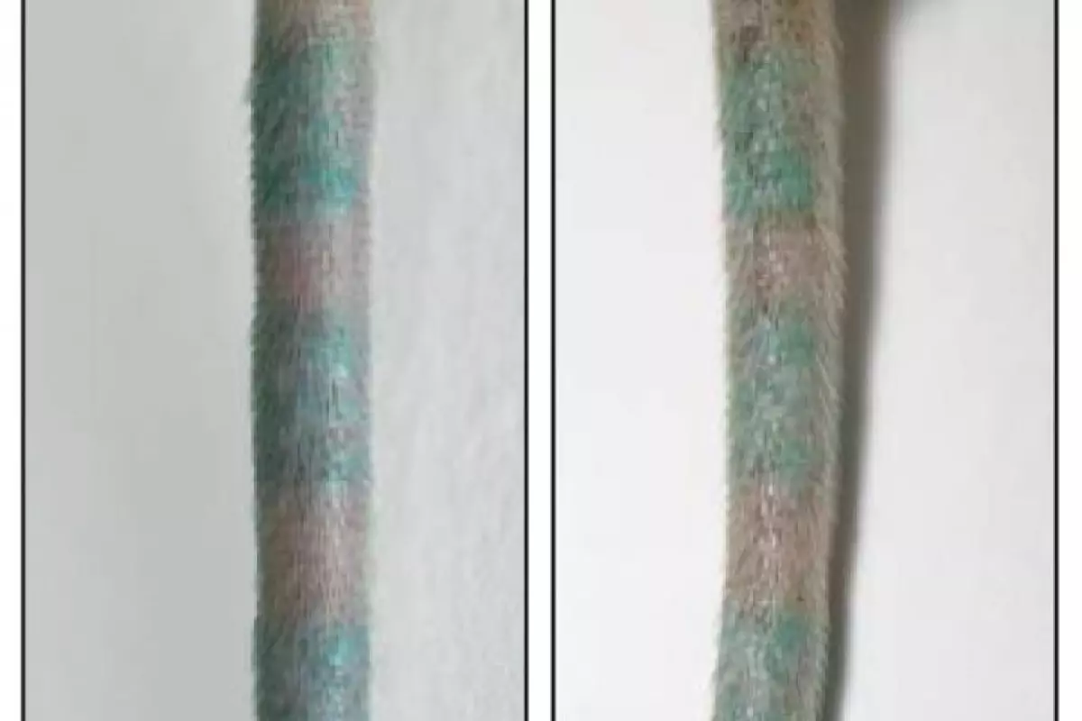 On the left is the tattooed mouse tail before the tattoo ink-holding macrophage cells were destroyed and on the right we see the tattoo still there despite the cells being eliminated