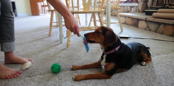 A larger dog using the Orapup