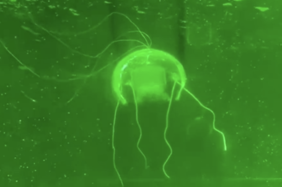 China builds lifelike robotic jellyfish for silent underwater observation