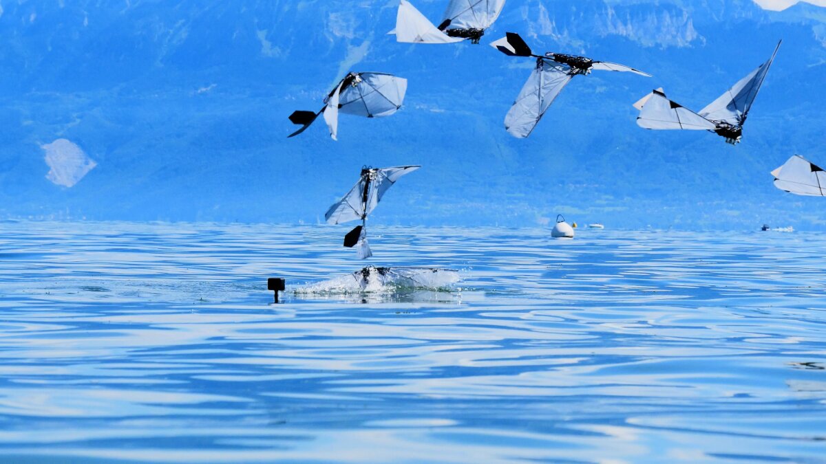 First bird-scale robot to swim, dive, and launch back into flight