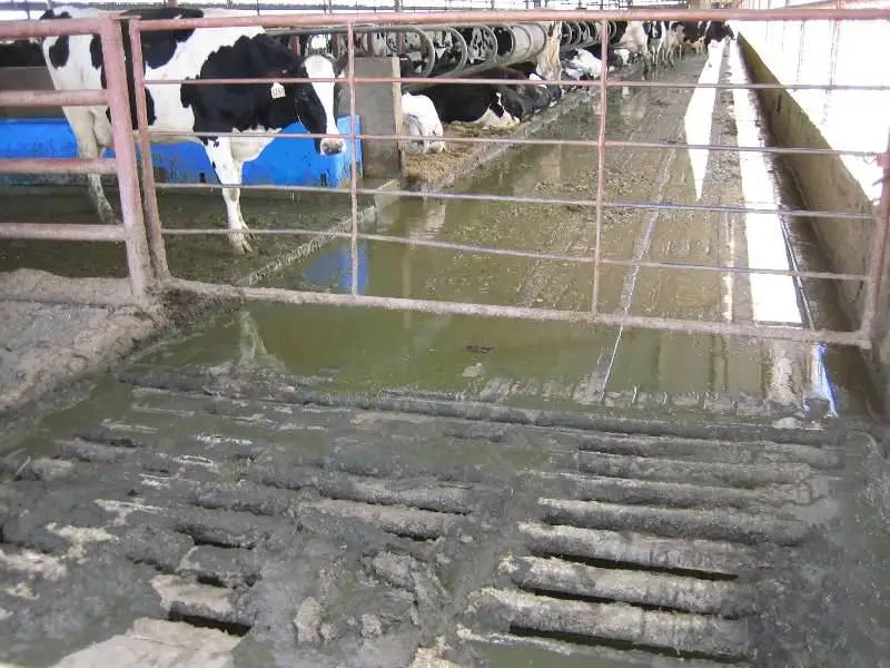 Manure fed through floor grating to slurry tank
