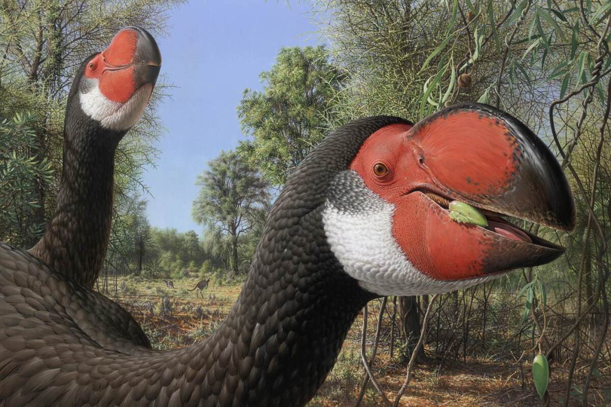 An artist's impression of Dromornis stirtoni, an extinct creature that was one of the largest birds to ever walk the Earth