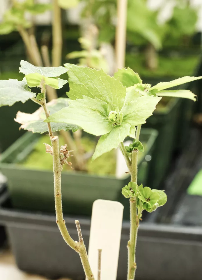 A flowering poplar growing in the lab, much earlier than would naturally occur