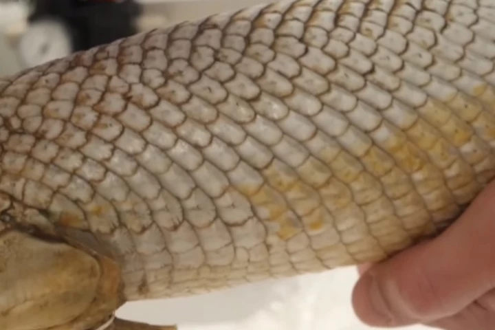The scales of an alligator gar