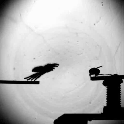 The jumping spider can leap onto unsuspecting prey from several body lengths away