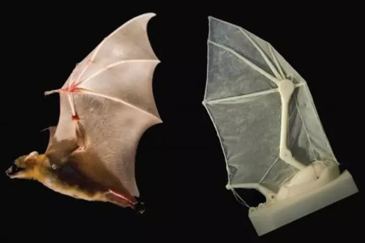 The lesser dog-nosed bat and the robotic bat wing