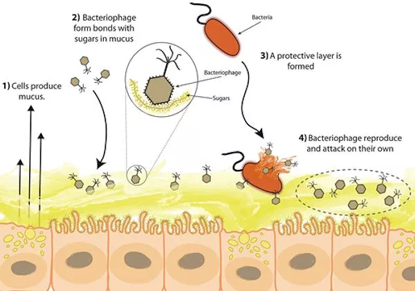 Bacteriophage adheres to mucus layers and provides immunity against invading bacteria (Image: Jeremy Barr)