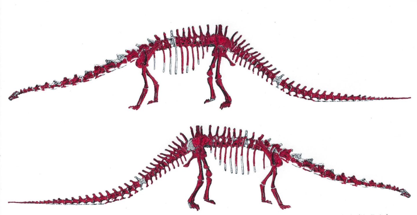 The above image shows the original bones of "skinny", the Diplodocus skeleton to go to auction, marked in red