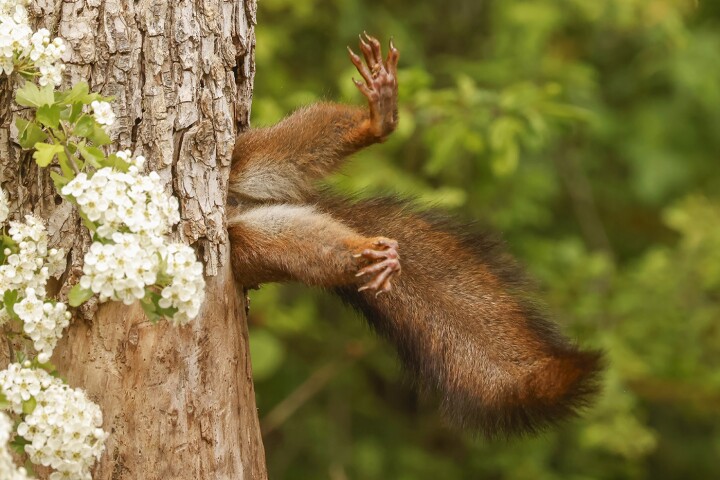 Milko Marchetti - Stuck Squirrel
