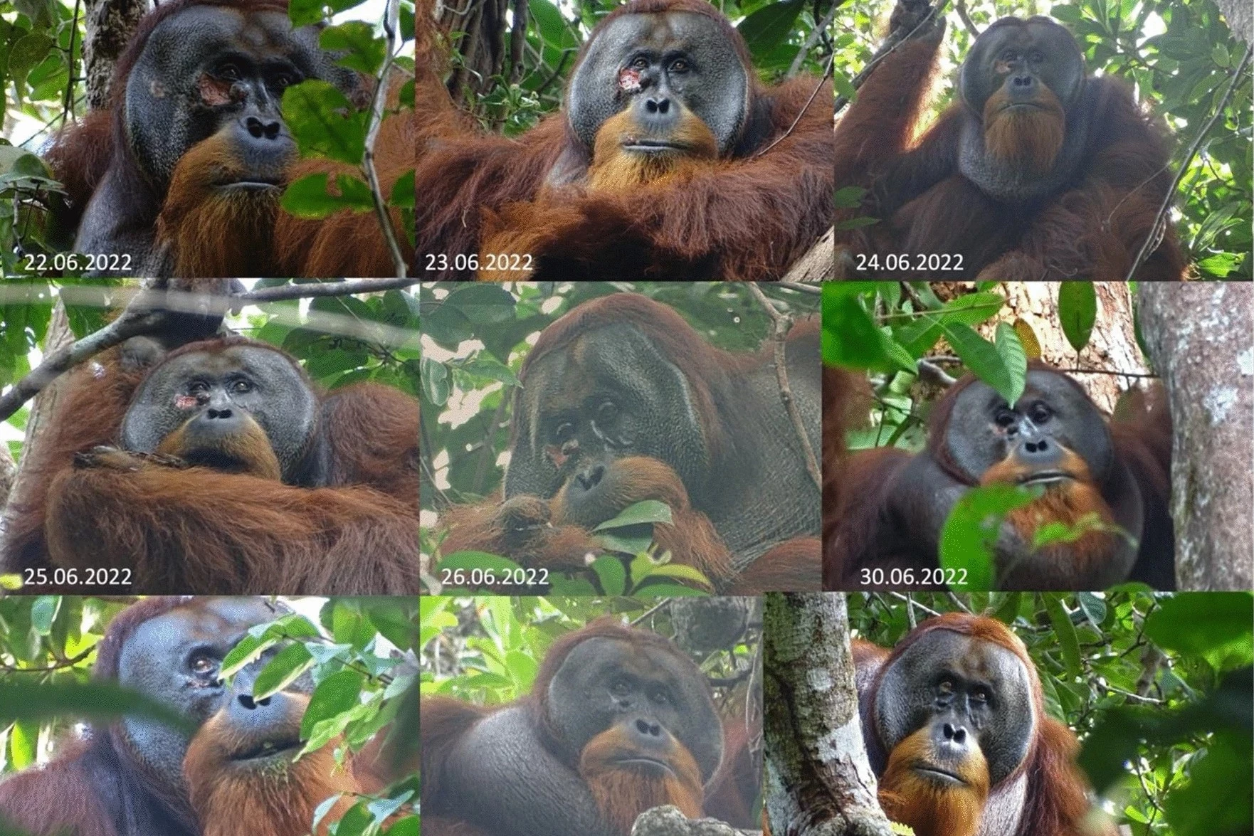 This series of photos shows the wound progressively healing thanks to the animal's self-treatement with a medicinal plant