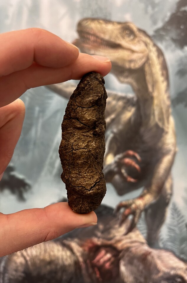 A sample of fossilized feces from a predatory dinosaur, shown in a mural in the background