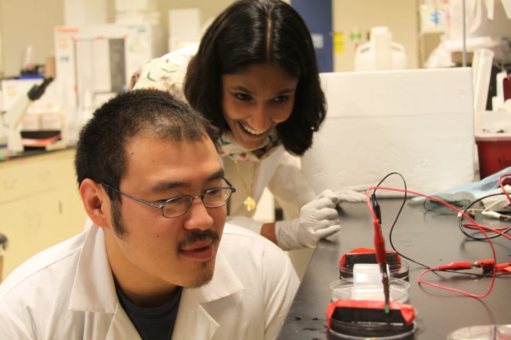 Prof. Shyni Varghese (right) and a student with the culture which provides the chemical, electrical and mechanical growth cues found in nature