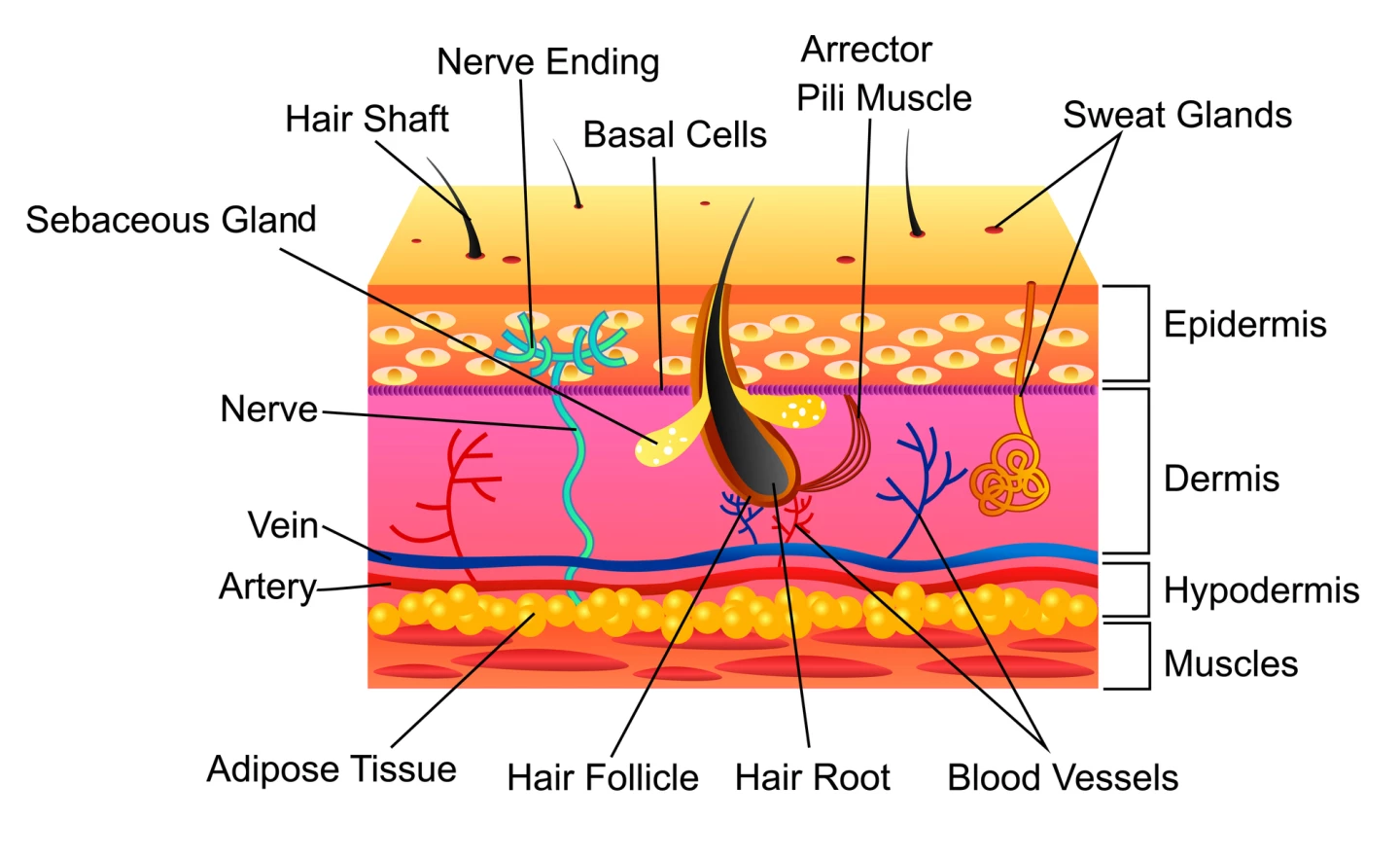 A diagram of human skin structure
