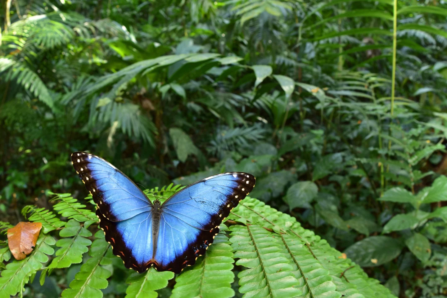 The Morpho butterflies are some of the largest in the world