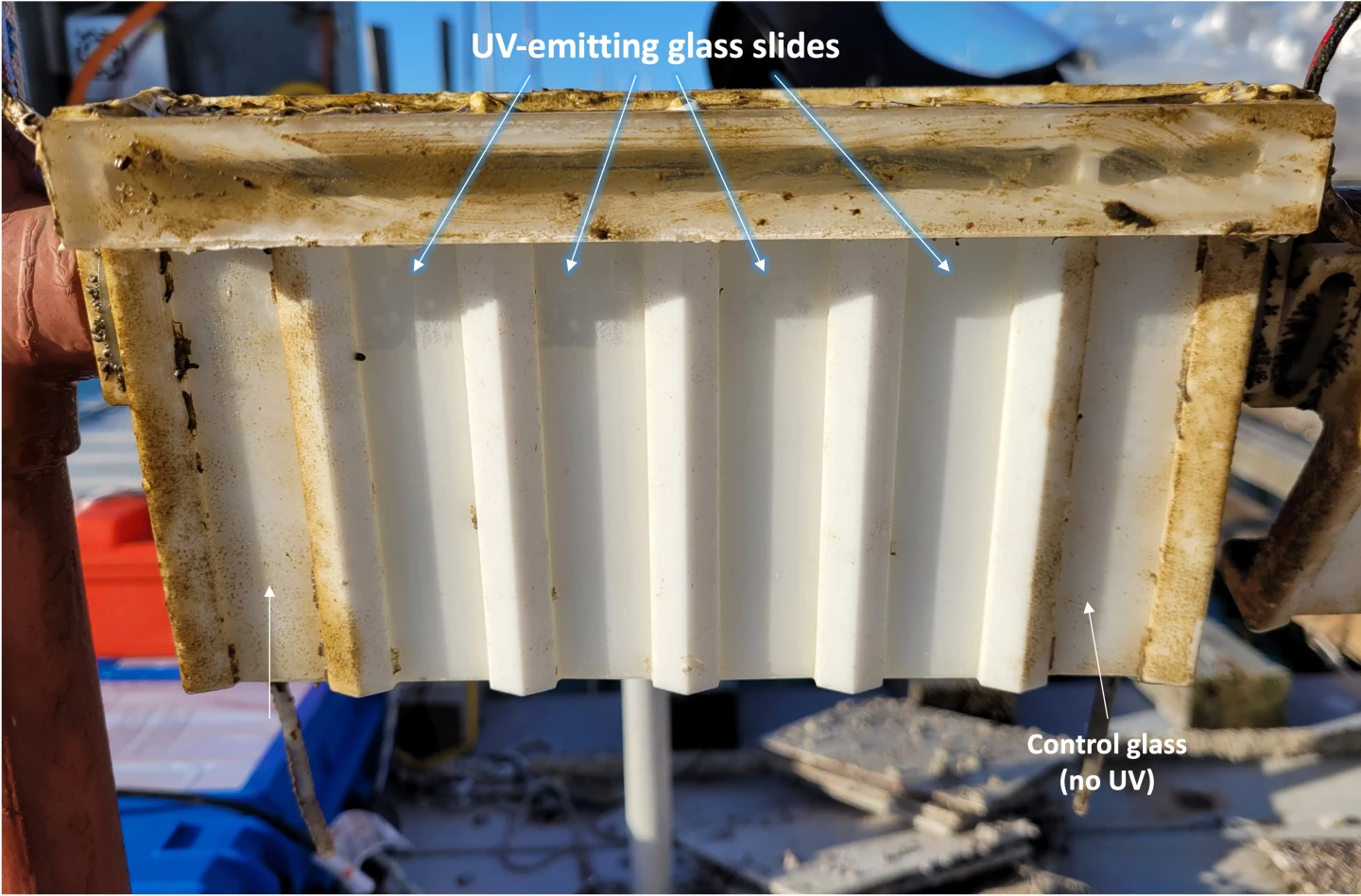 Biofilm-free UEG slides, as compared to uncoated control samples