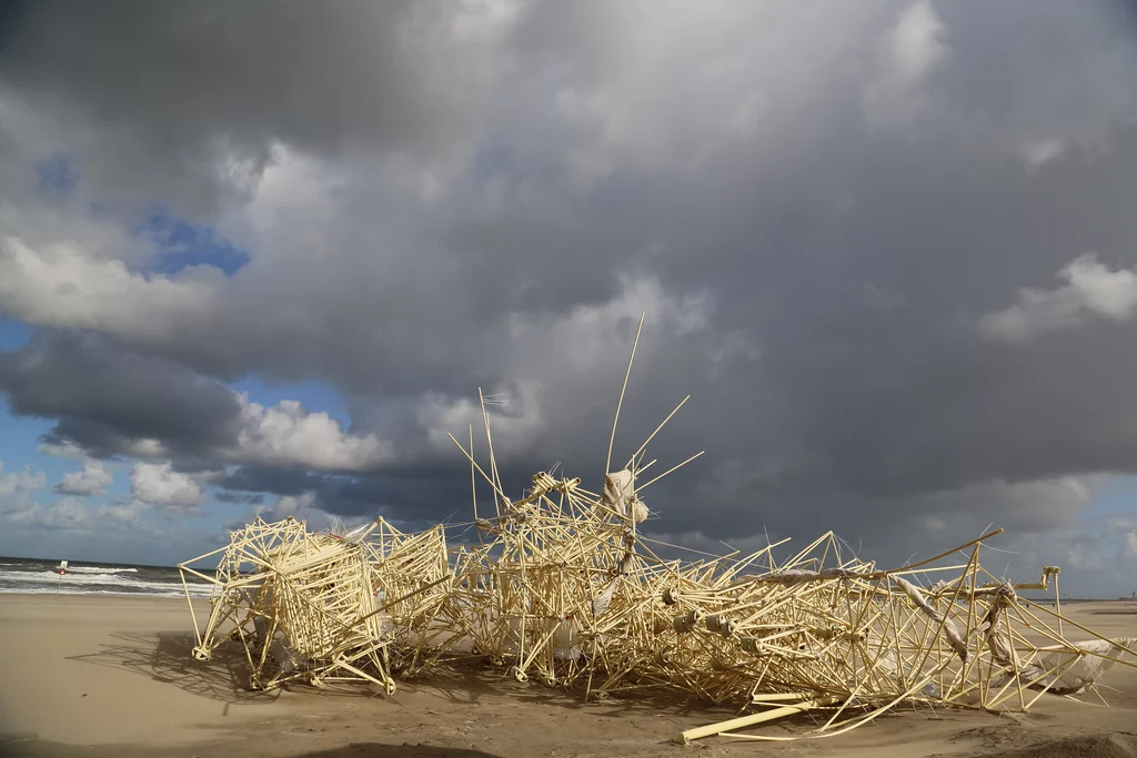 The Strandbeest Animaris Apodiacula lies prone on the beach (Photo: Theo Jansen)