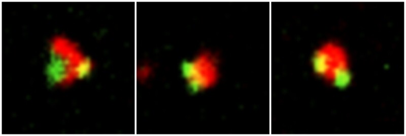 The bioconjugates used are made up of magnetic, fluorescent microparticles (red) with two or three bacteriophages (green) attached to each of them