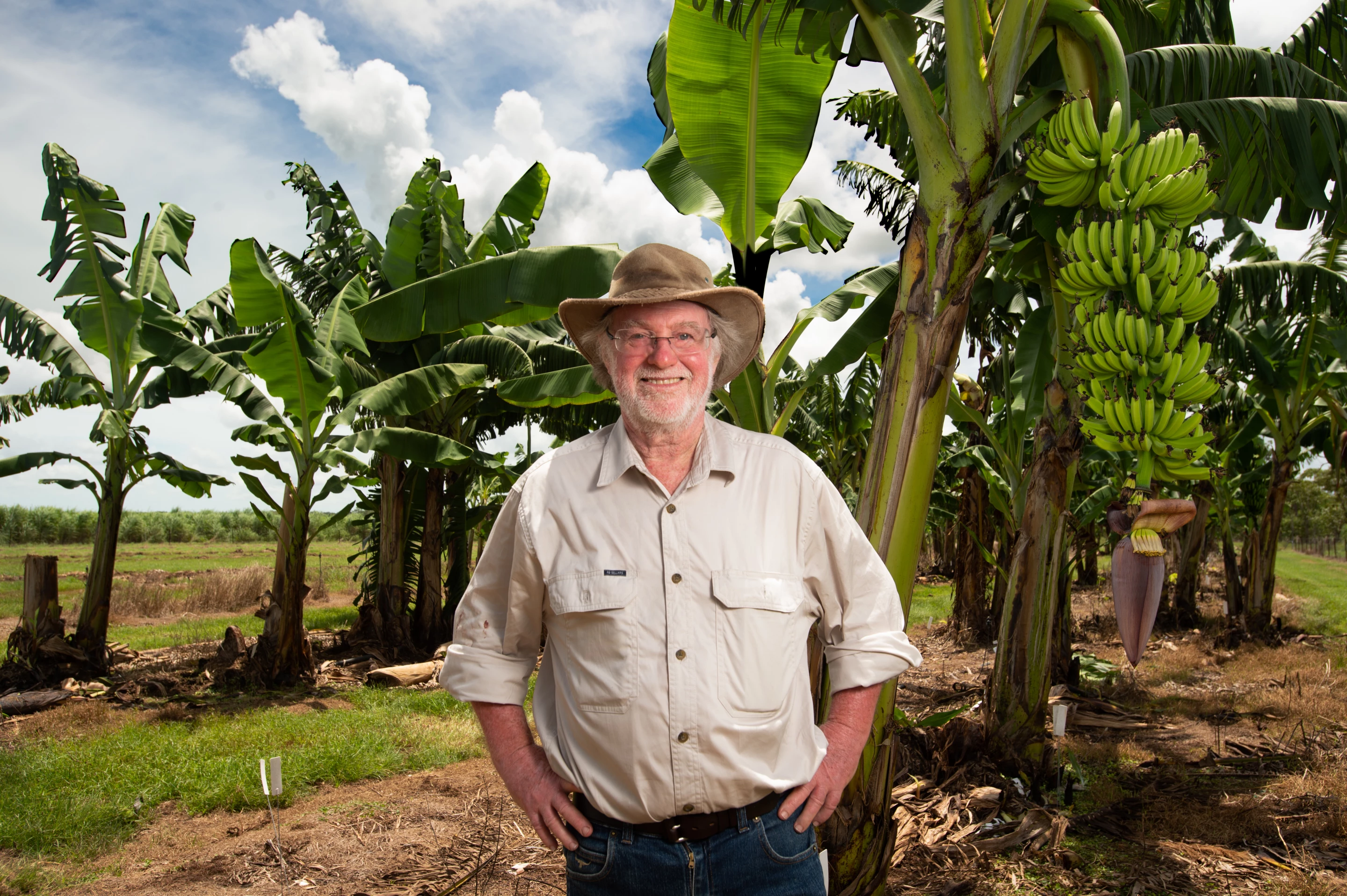 QUT's James Dale with grown QCAV-4 banana plants, at the QUT facility in the Northern Territory