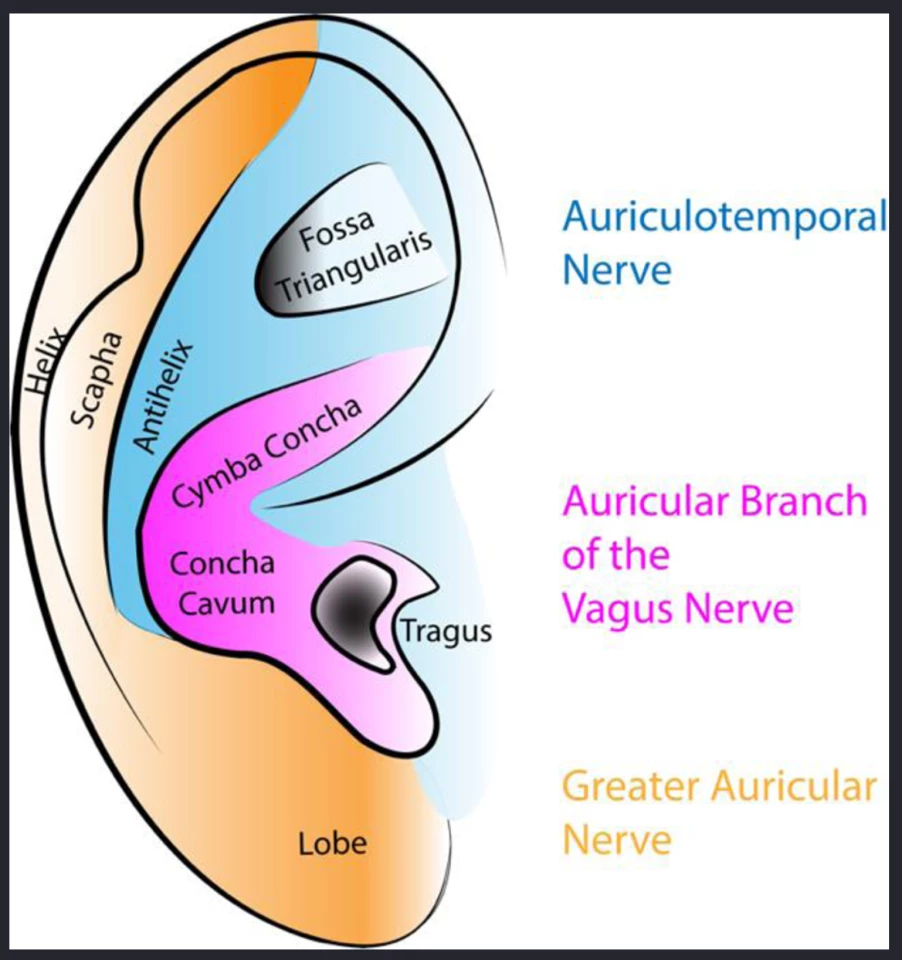 tVNS is administered through the skin over the auricular branch of the vagus nerve, seen in magenta