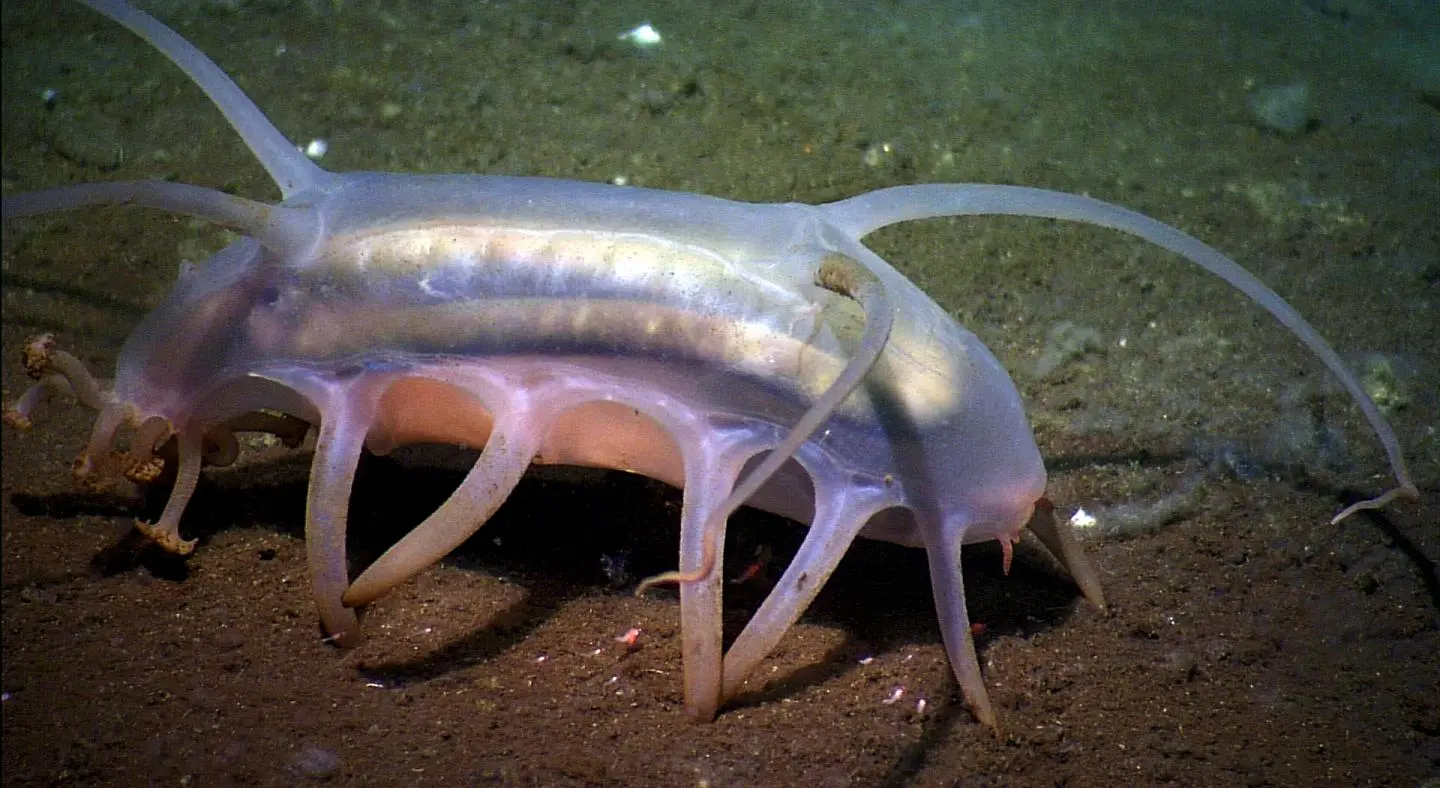 This deep-sea-swelling sea cucumber known as a sea pig could be one of the casualties of climbing ocean temperatures