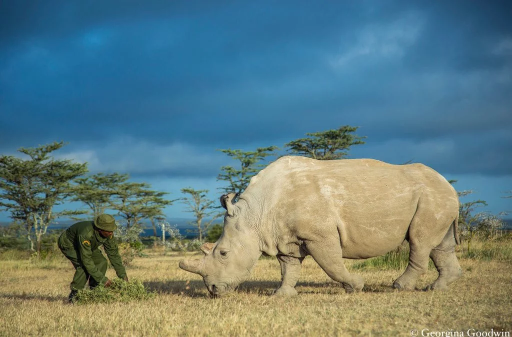 Najin, the grand daughter of the last male northern white rhino