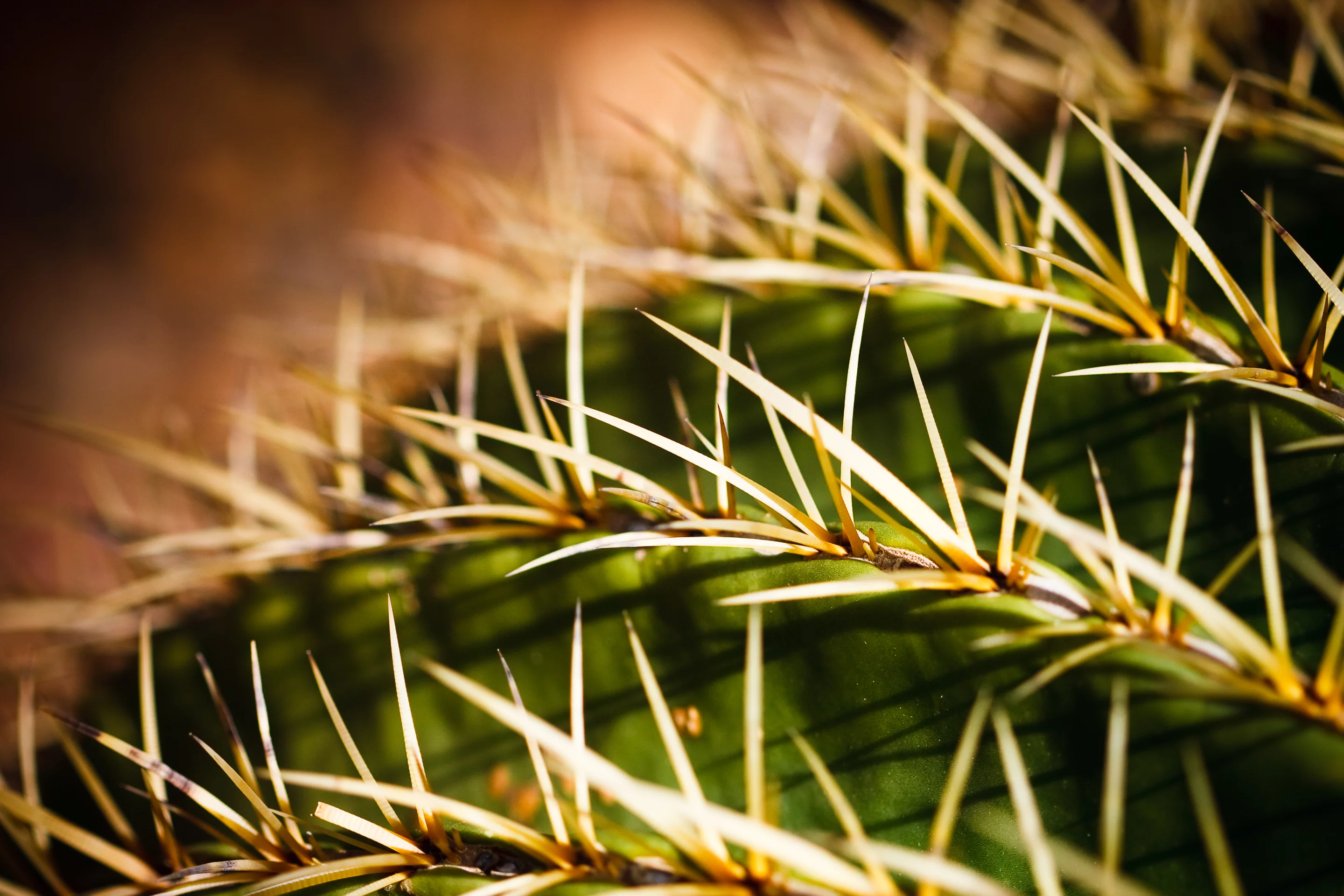 Cactus needles draw moisture to the plant, just like the new material draws in oil droplets from the water (Photo: Shutterstock)