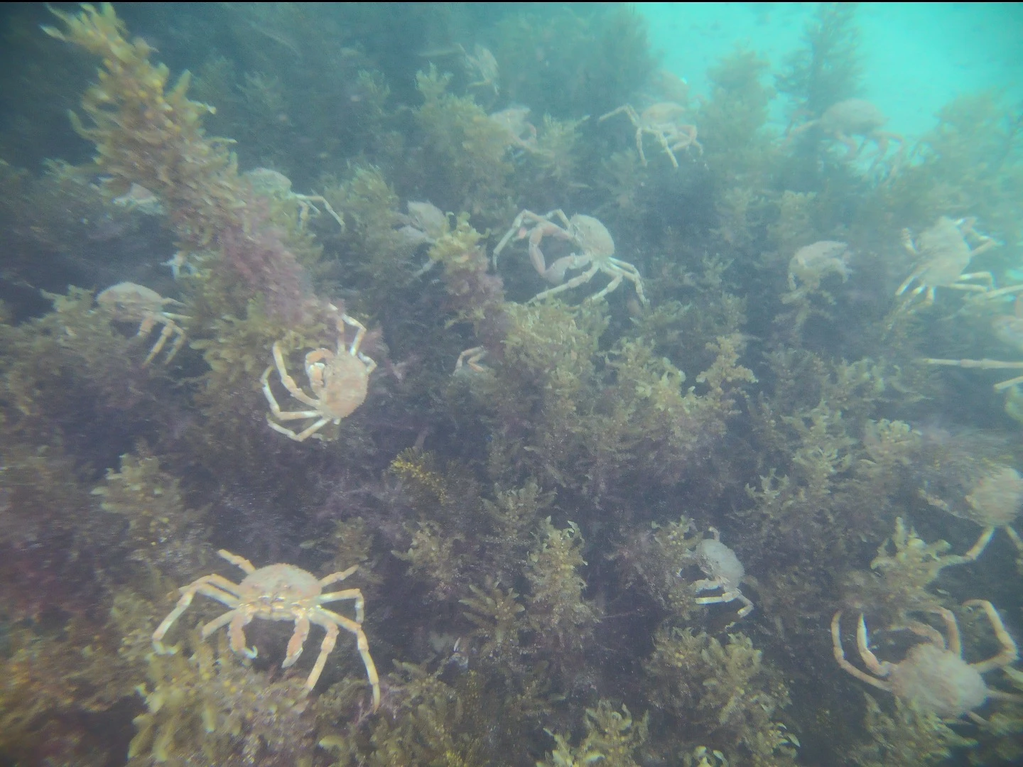 Gladius Advanced Pro sample photo: murky water and full-power spotlights make the camera look worse than it is