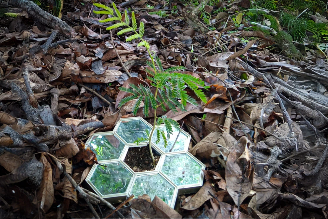 A Serianthes seedling that was part of the study, surrounded by a 7.5-cm (3-inch)-wide ring of mirrors